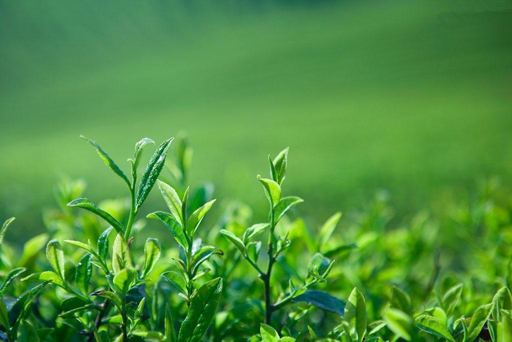 夏茶 搜狗百科