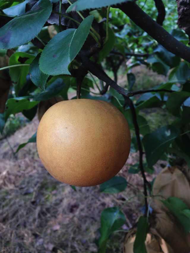 圆黄梨 蔷薇科梨属植物 搜狗百科