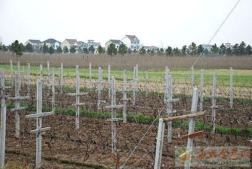 种植制度 搜狗百科