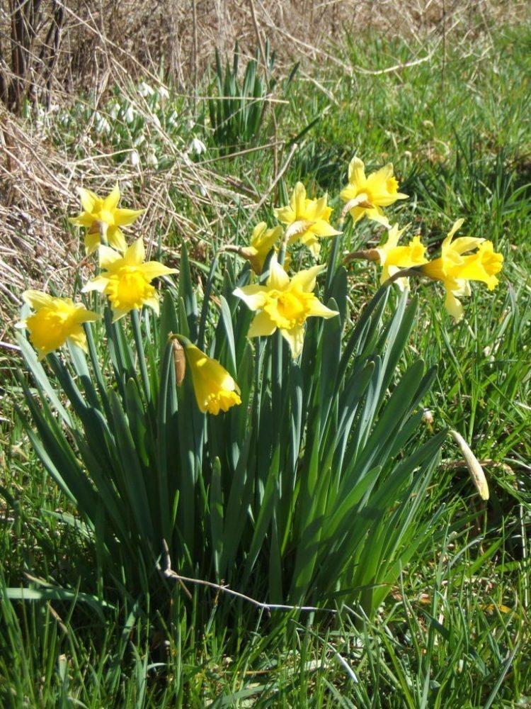 喇叭水仙 石蒜科水仙属植物 搜狗百科