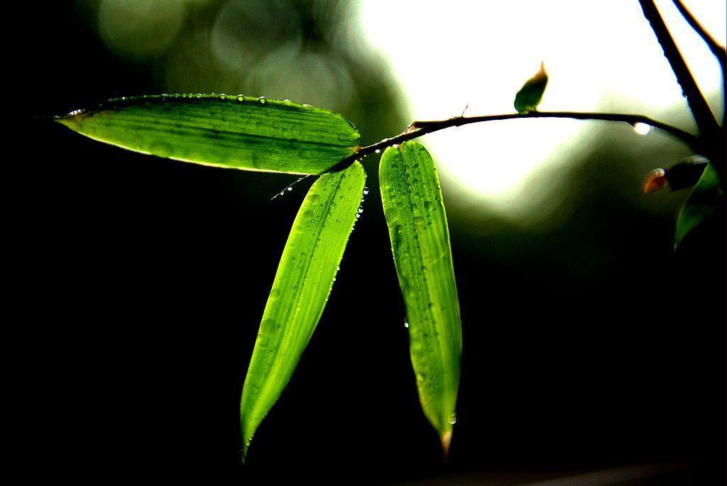 竹叶子(鸭跖草科竹叶子属植物)_搜狗百科