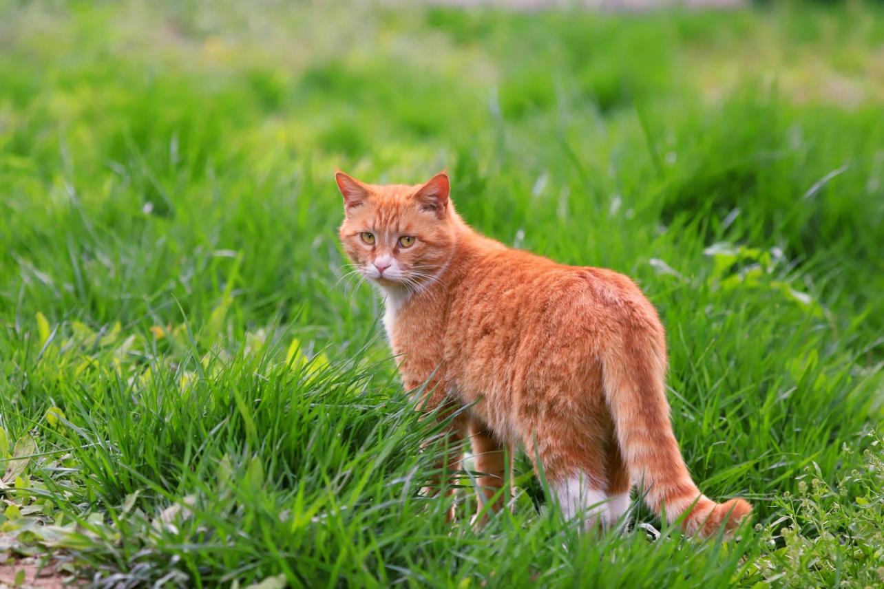 猫 食肉目猫科动物 搜狗百科