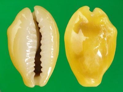 黄宝螺 宝螺科货贝属动物 搜狗百科