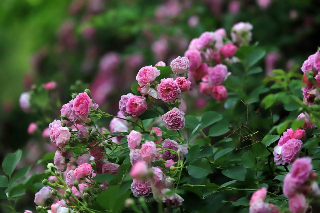 蔷薇 蔷薇科蔷薇属植物 搜狗百科 蔷薇 蔷薇科蔷薇属植物 搜狗百科