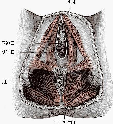 女性阴部切割术