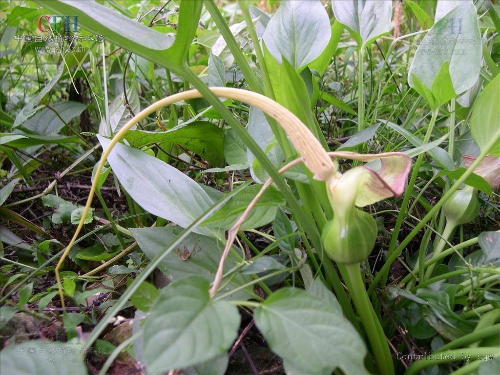 水半夏 天南星科单子叶植物 搜狗百科