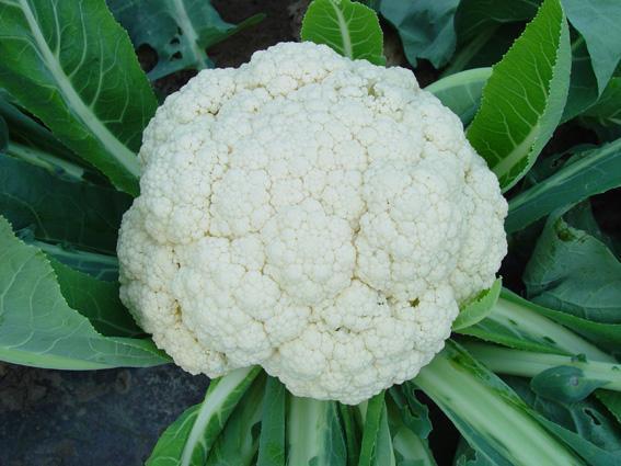 松花菜 搜狗百科 松花菜 搜狗百科