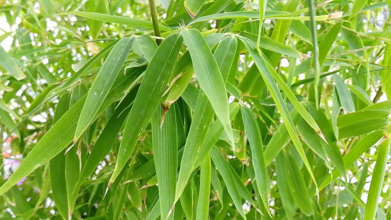 叶子 高等植物营养器官 搜狗百科