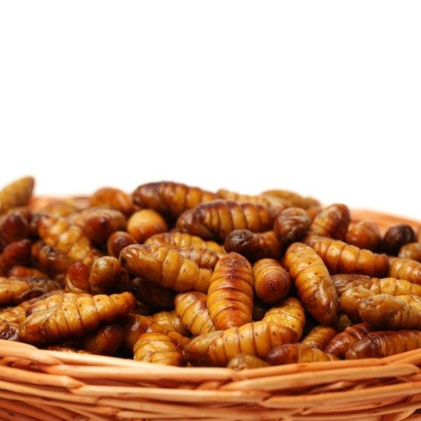 蚕蛹 蚕的形态 搜狗百科