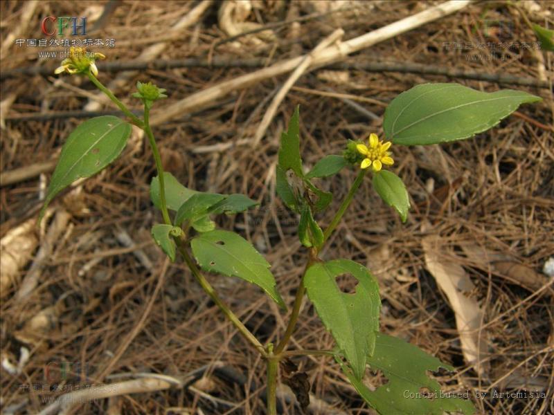 百能葳 菊科百能葳属植物 搜狗百科