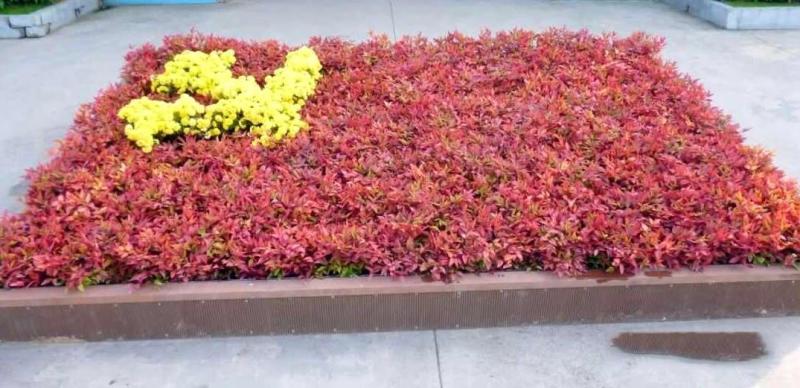 火焰南天竹 小檗科南天竹属植物 搜狗百科 火焰南天竹 小檗科南天竹属植物 搜狗百科