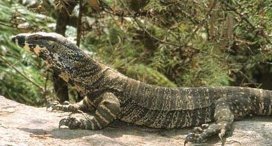 帝摩尔花点巨蜥 有鳞目巨蜥科动物 搜狗百科