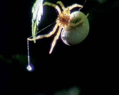 流星锤蜘蛛 蜘蛛目园蛛科动物 搜狗百科