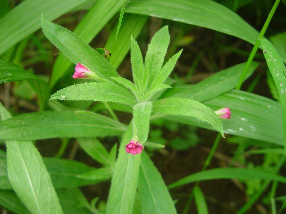南湖柳叶菜 柳叶菜科柳叶菜属植物 搜狗百科