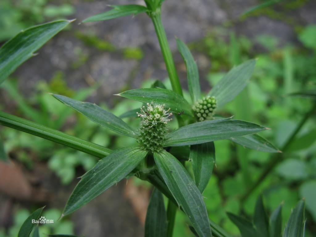 刺芫茜 伞形科刺芹属植物 搜狗百科