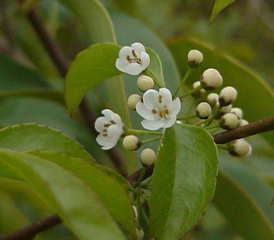 密花冬青 冬青科冬青属植物 搜狗百科