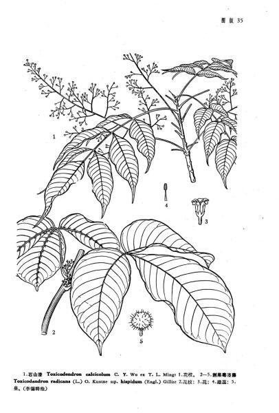 刺果毒漆藤 漆树科漆属植物 搜狗百科 刺果毒漆藤 漆树科漆属植物 搜狗百科