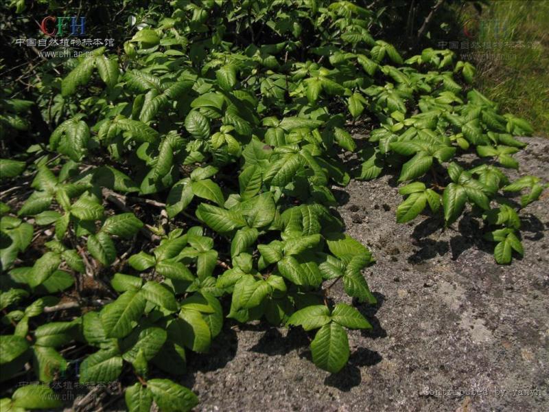 毒漆藤 漆树科漆属植物 搜狗百科 毒漆藤 漆树科漆属植物 搜狗百科