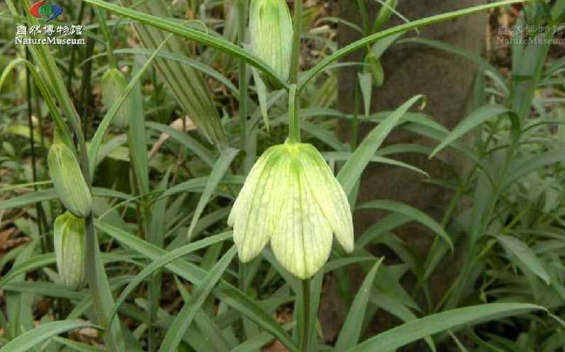 贝母花 百合科贝母属植物 搜狗百科