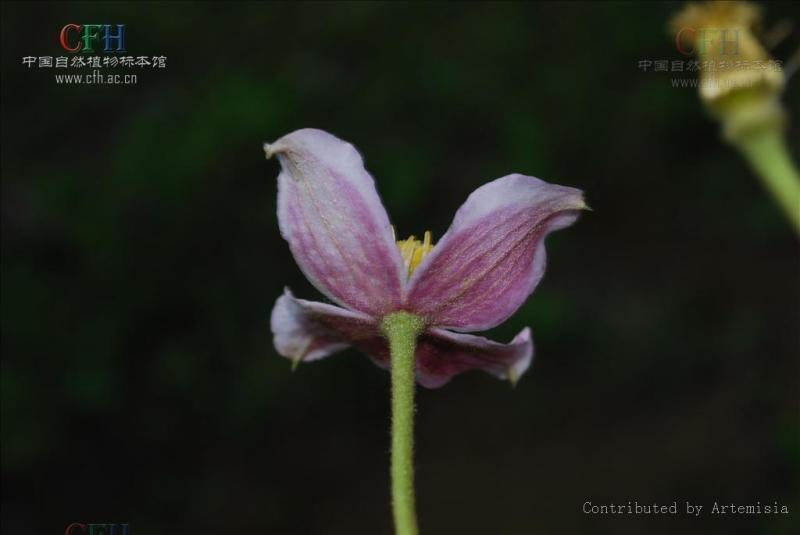 金丝木通 毛莨科铁线莲属植物 搜狗百科