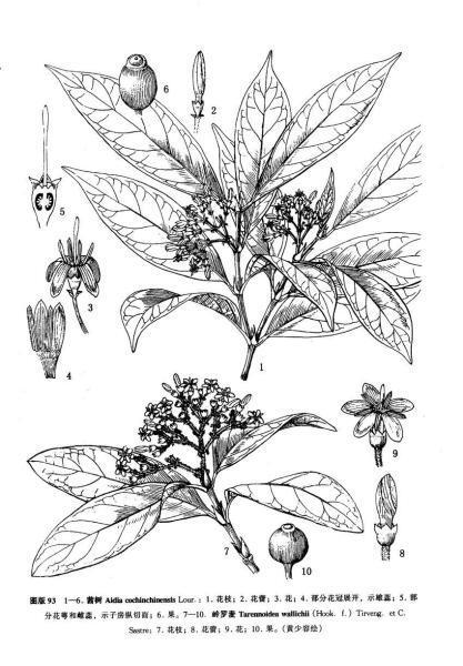 茜树 茜草科茜树属植物 搜狗百科