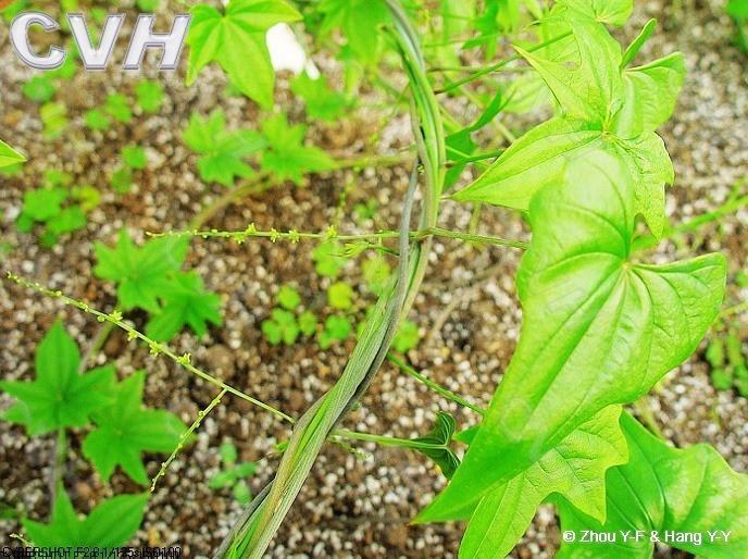 粉背薯蓣 薯蓣科薯蓣属植物 搜狗百科