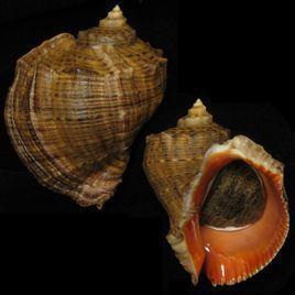 红皱岩螺 骨螺科皱岩螺属动物 搜狗百科