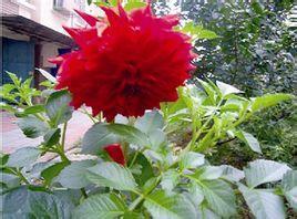 山芋花 菊科大丽菊属植物 搜狗百科