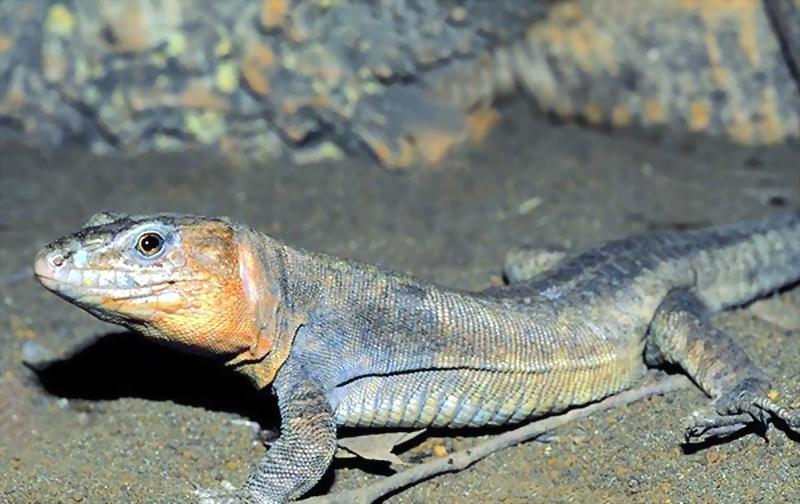 辛氏蜥 正蜥科瓜罗蜥属动物 搜狗百科