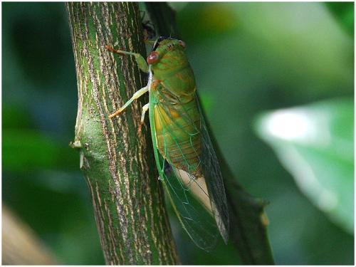 薄翅蝉 蝉科薄翅蝉属动物 搜狗百科 薄翅蝉 蝉科薄翅蝉属动物 搜狗百科