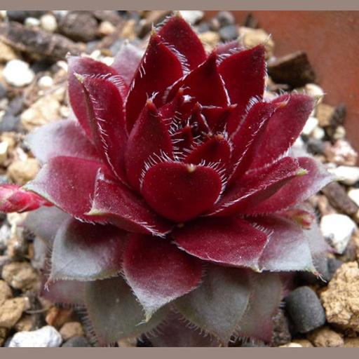 红牡丹 景天科长生草属多肉植物 搜狗百科