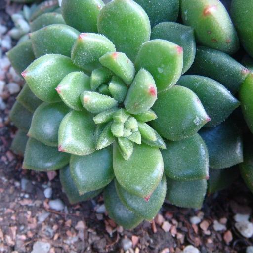 绿翡翠 景天科拟石莲属多肉植物 搜狗百科