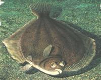 鲽鱼 鲽科鲽形目鱼类 搜狗百科