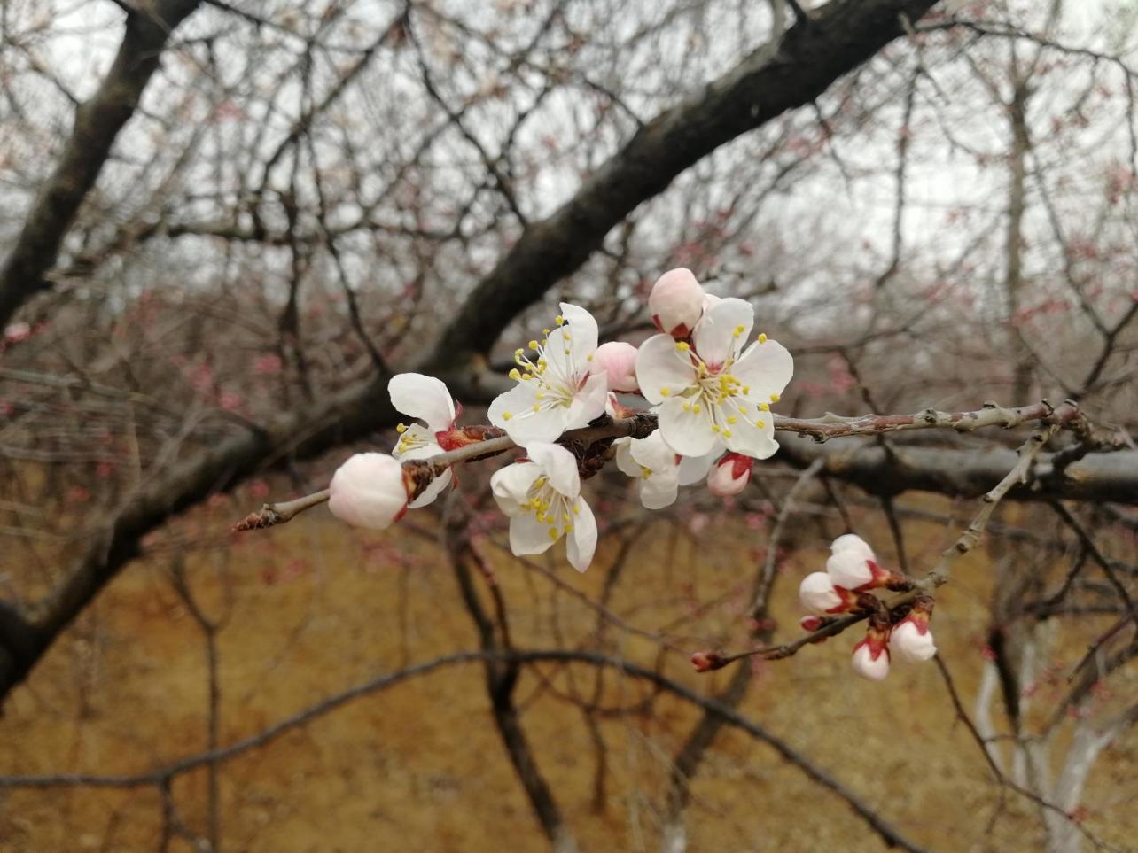 杏花 蔷薇科杏属植物 搜狗百科