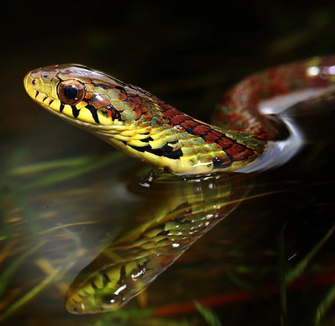 大眼斜鳞蛇 游蛇科斜鳞蛇属动物 搜狗百科