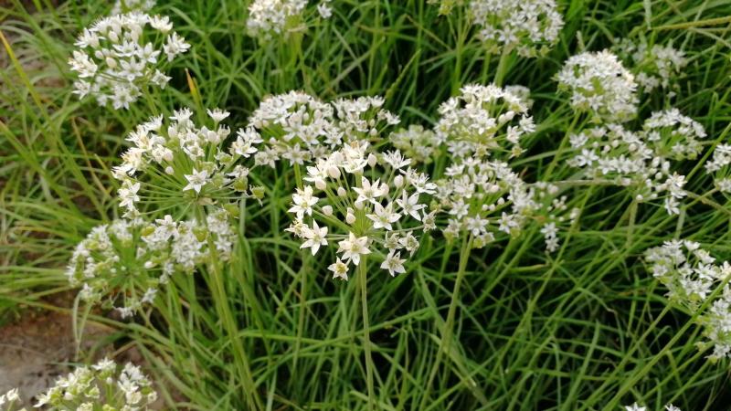 韭菜花 搜狗百科 韭菜花 搜狗百科