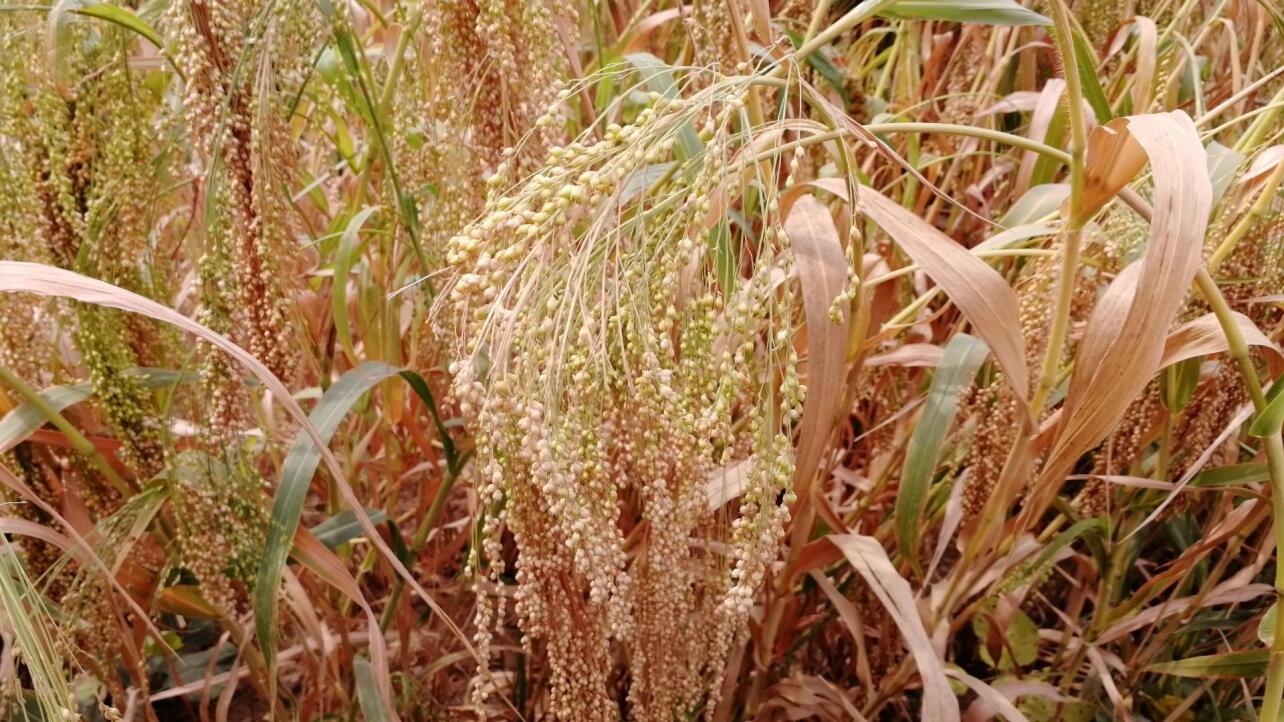 黍子 禾本科植物 搜狗百科