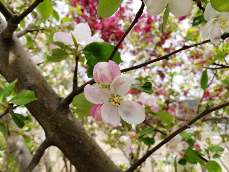 海棠花 蔷薇科苹果属植物 搜狗百科