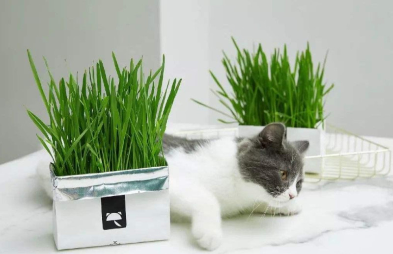 图册：猫草