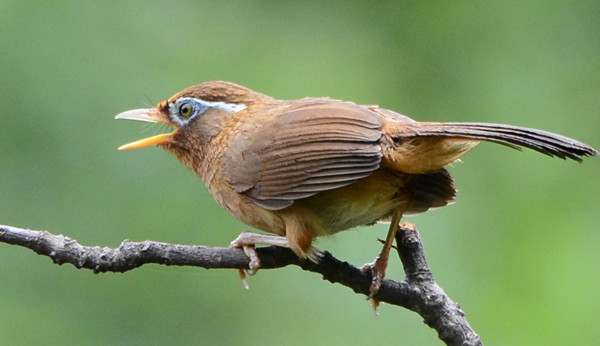 画眉鸟优点-宠物主人