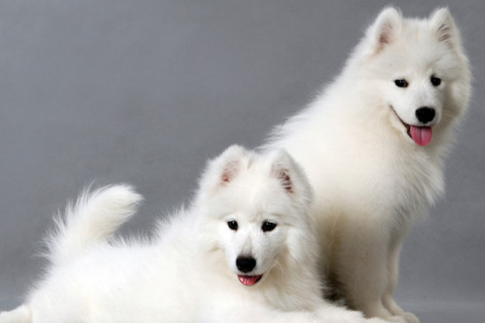 萨摩耶形态性格特征,饲养优缺点及市场价格介绍-宠物主人