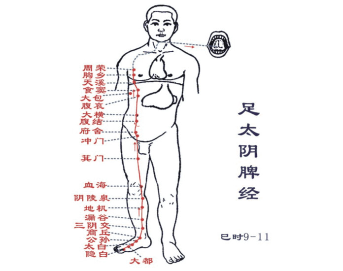 图册：足太阴脾经