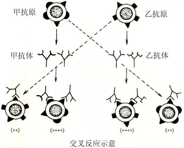 图册：交叉反应