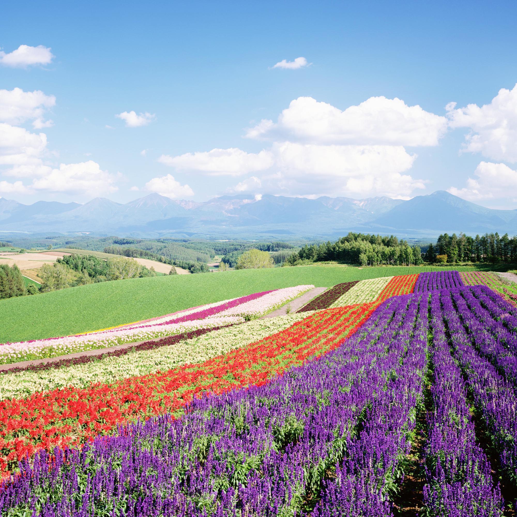 衡阳市 祁东县 宝莲洞村 花卉基地