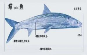 鳤鱼 - 搜狗百科