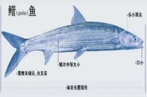 鳤鱼 - 搜狗百科