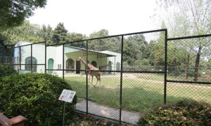 长颈鹿馆