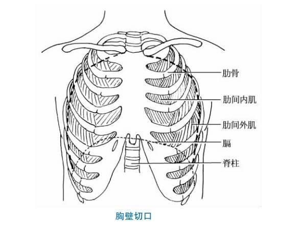 胸膛