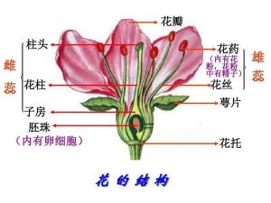 花托 - 搜狗百科