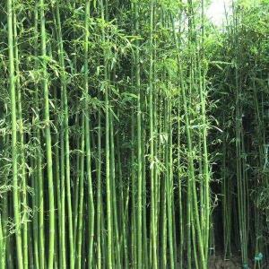 早园竹 - 搜狗百科